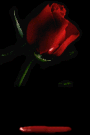 blood rose left
