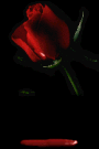 blood rose left